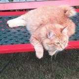 Photo de chat perdu à Fourqueux