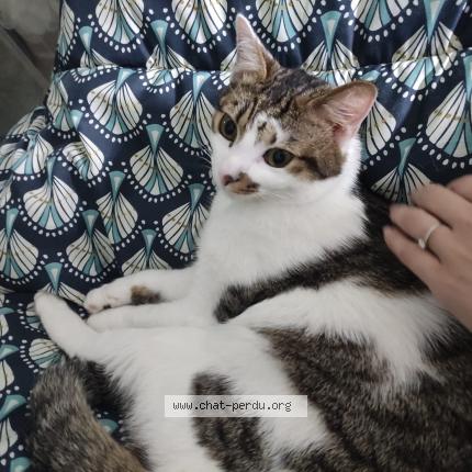 Photo de chat perdu à Ploneour Lanvern