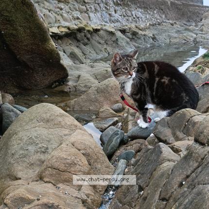 Photo de chat perdu à Barzan