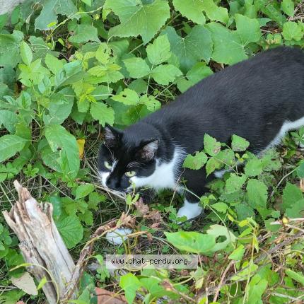 Photo 1/1 Chat retrouvé Perdu à Saint Honore Les Bains