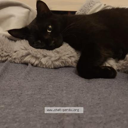 Photo de chat perdu à Sciez