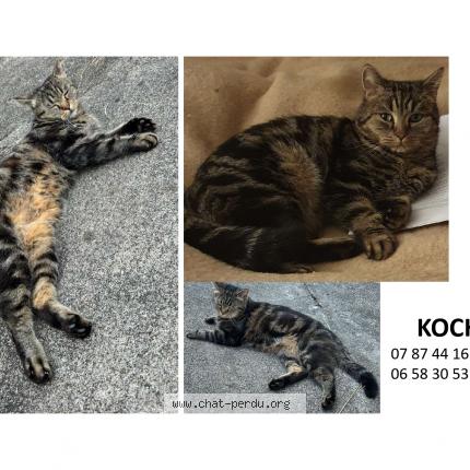 Photo 1/1 Chat retrouvé Perdu à Samois Sur Seine