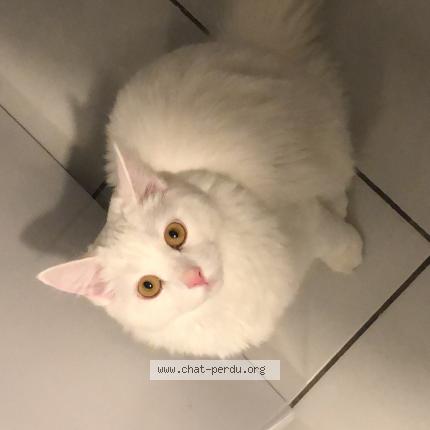 Photo de chat perdu à Ales