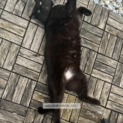 Photo de chat perdu à Vernou La Celle Sur Seine
