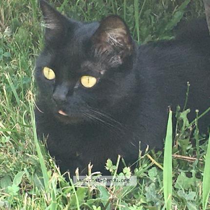 Photo 1/1 Swann Chat perdu à Dax