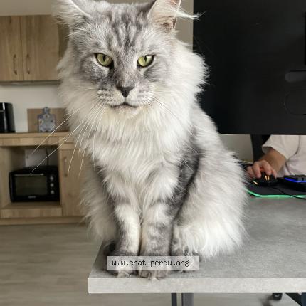 Photo de chat perdu à Plessis Robinson