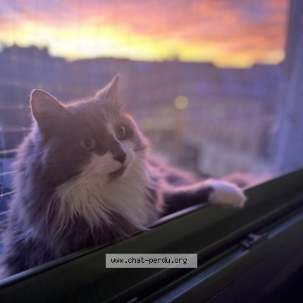 Photo de chat perdu à Elbeuf