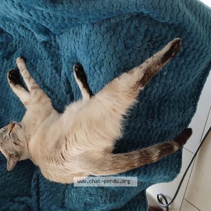 Photo 1/1 Pepper Chat perdu à Thonon les bains