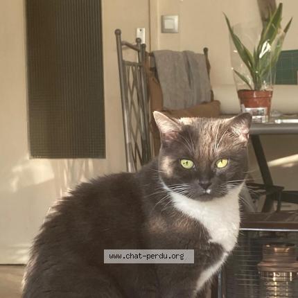 Photo 1/1 Chat retrouvé Perdu à Dourdan