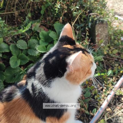 Photo de chat perdu à Pamproux