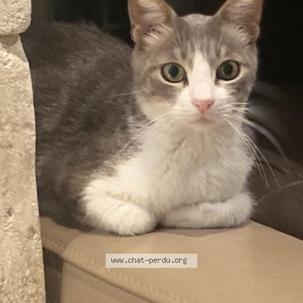 Photo 1/1 Bambi Chat perdu à L isle sur la sorgue