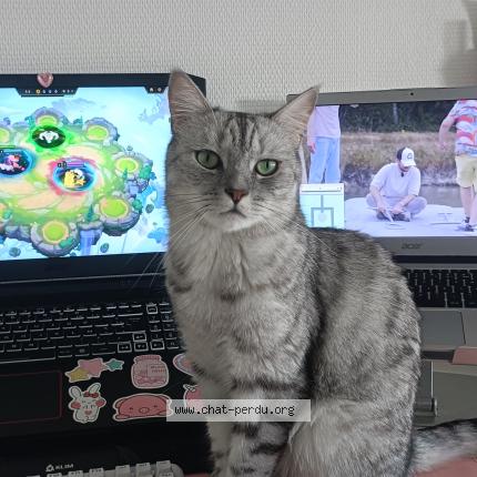 Photo de chat perdu à Murs Ergine