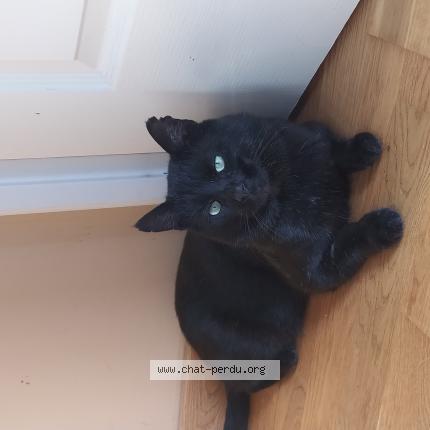 Photo 1/1 Cooky Chat perdu à Clairvaux les lacs