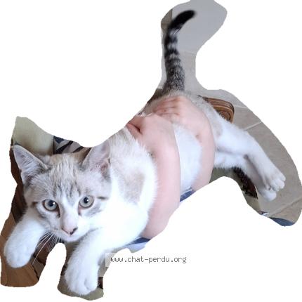Photo de chat perdu à Rennes