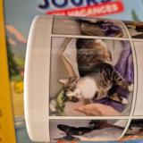 Photo de chat perdu à Morges