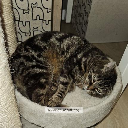 Photo de chat perdu à Saint Michel Sur Orge