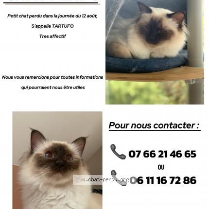 Photo de chat perdu à Raedersheim