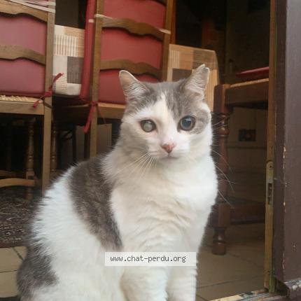 Photo 1/1 Chat retrouvé Perdu à Vaudeville