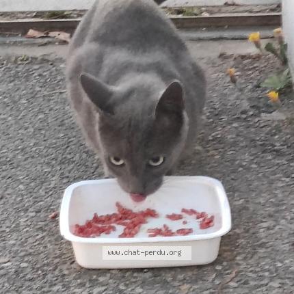 Photo de chat trouvé à Tournon Sur Rhone