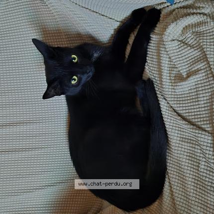 Photo de chat perdu à Nancy