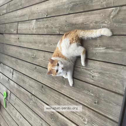 Photo de chat trouvé à Angers