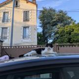 Photo de chat perdu à Houilles