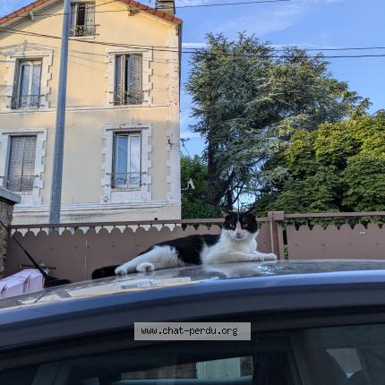 Photo 1/1 Chat retrouvé Perdu à Houilles