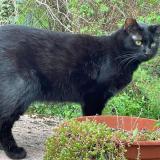 Photo de chat perdu à Serres