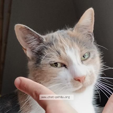 Photo 1/1 CHARMANTE Chat perdu à Vibraye