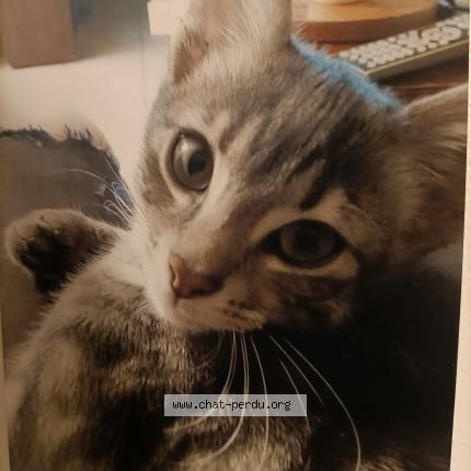 Photo 1/1 Chat retrouvé Perdu à Trelaze