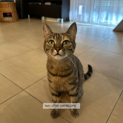 Photo 1/1 Ninja Chat perdu à Oissery