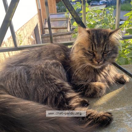 Photo de chat perdu à Strasbourg