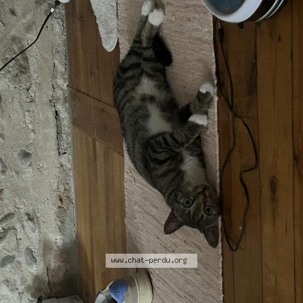 Photo de chat perdu à Toulouse