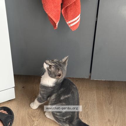 Photo 1/1 Chat retrouvé Perdu à Tournon Sur Rhone