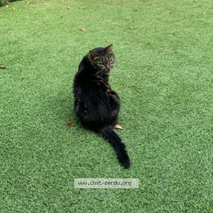 Photo 1/1 Canelle Chat perdu à Tours