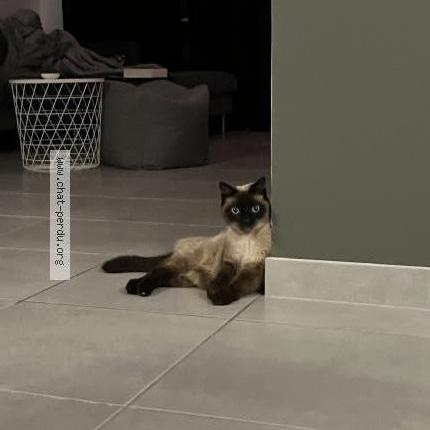 Photo de chat perdu à La Chapelle Bouexic