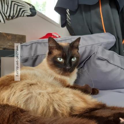 Photo 2/2 Misti Chat perdu à La chapelle bouexic