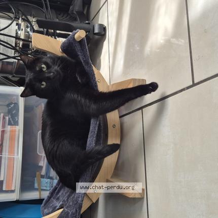 Photo de chat perdu à Revin