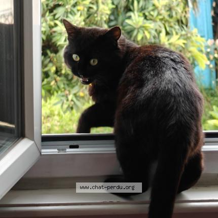 Photo 1/1 Néon Chat perdu à Ales