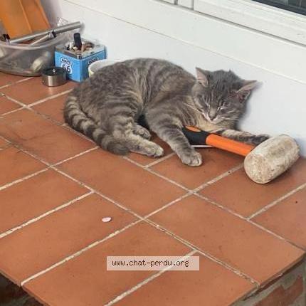 Photo 1/1 George Chat perdu à Lumbres