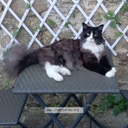 Photo 1/1 Simba Chat perdu à Vienne