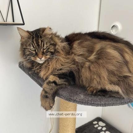 Photo de chat perdu à Chemilly Sur Yonne