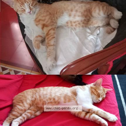 Photo 1/1 Nino Chat perdu à Ales