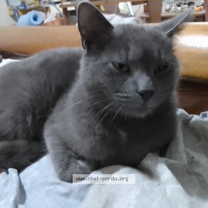 Photo de chat perdu à Huilly Sur Seille