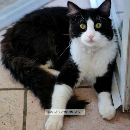 Photo de chat perdu à Beauchastel