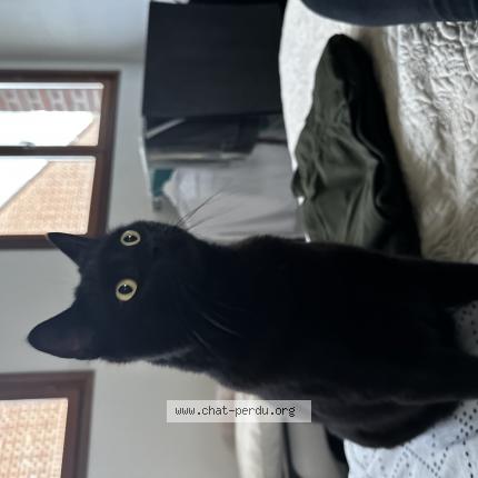 Photo 1/1 Chat retrouvé Perdu à Nomain