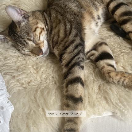 Photo 1/1 Chat retrouvé Perdu à Bordeaux