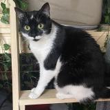 Photo de chat perdu à Elancourt