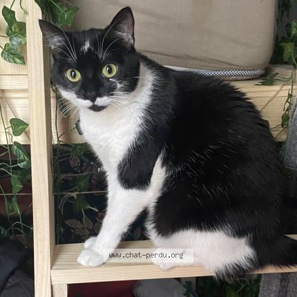 Photo 1/1 Chat retrouvé Perdu à Elancourt