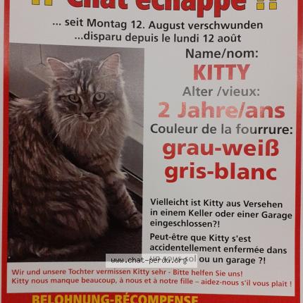 Photo 1/1 Chat retrouvé Perdu à Spicheren
